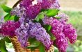 Lilas 4-3