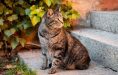 chat-assis-escaliers-immeuble-cote-plante-verte 4-3