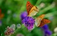 insectes de nos jardins 4-3