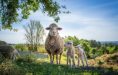 moutons 4-3