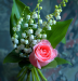 muguet
