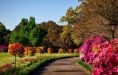 paysage fleurs 4-3